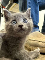 20230430kitten-hc14