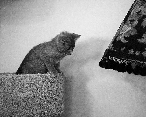20230527kitten-hc25