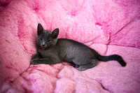 20230617kittens-hc002