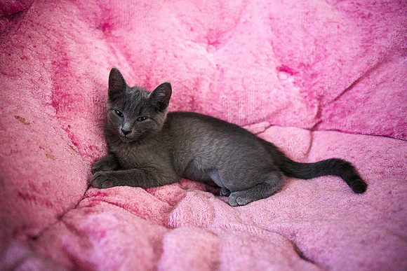 20230617kittens-hc002