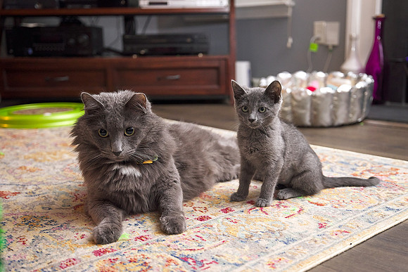 20230617kittens-hc008
