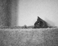20230527kitten-hc27
