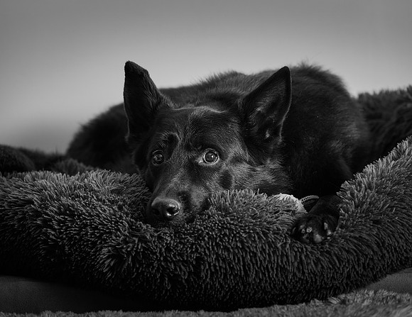 20240116fayne-hc041bw
