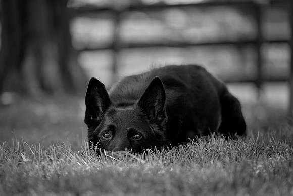20240116fayne-hc004bw