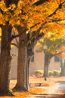 20161118fall-leaves-hc2