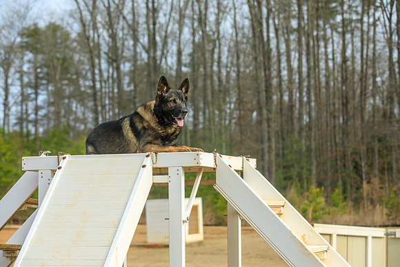 20190226k9-gardner-hc26