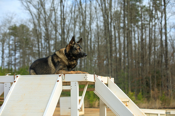 20190226k9-gardner-hc25