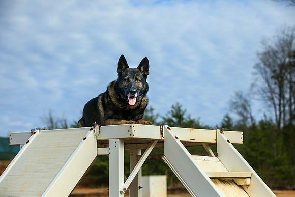 20190226k9-gardner-hc24