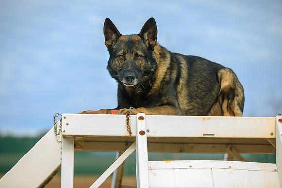 20190226k9-gardner-hc22