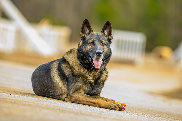 20190226k9-gardner-hc09