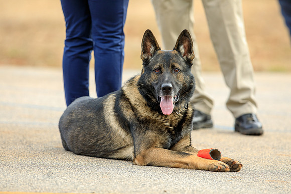 20190226k9-gardner-hc08