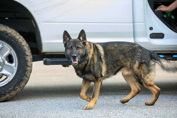 20190226k9-gardner-hc01