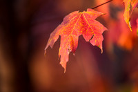 20161114leaves-hc2
