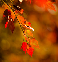 20161110leaves-hc3