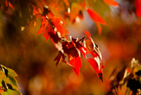 20161110leaves-hc2