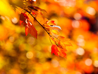 20161110leaves-hc4