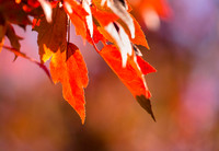 20161110leaves-hc5
