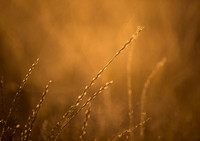 20160514cu-grass-hc