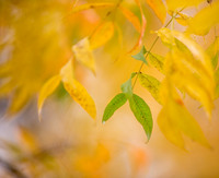 20151110autumn-leaves5