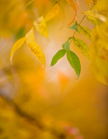20151110autumn-leaves4