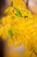 20151110autumn-leaves3