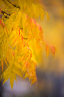 20151110autumn-leaves2
