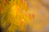 20151110autumn-leaves1