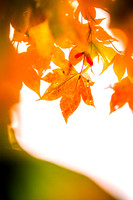 20151104autumn-hc3