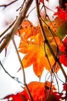 20151104autumn-hc2
