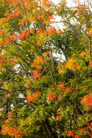 20151012autumn-colors-hc