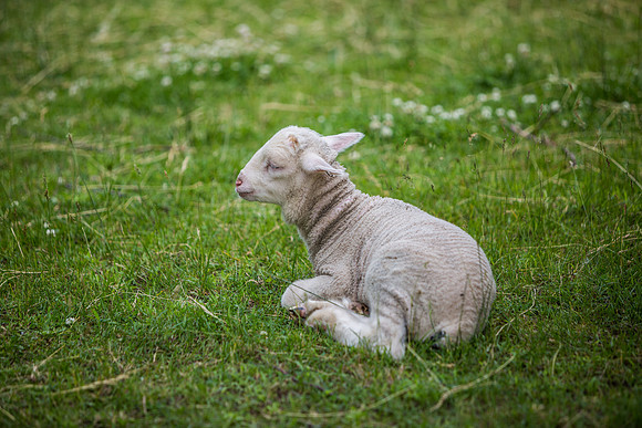 20150609greenfield-village-hc012