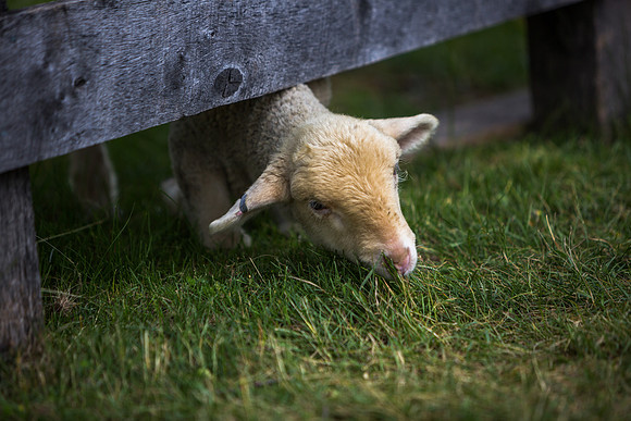 20150609greenfield-village-hc008
