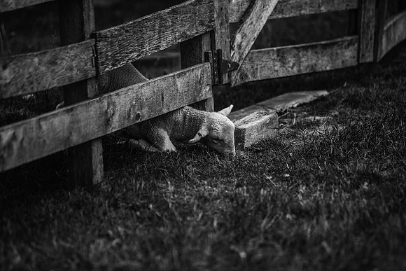 20150609greenfield-village-hc007bw