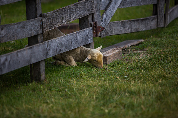 20150609greenfield-village-hc007