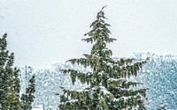 20150224snow-trees-hc3