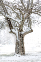 20150224snow-trees-hc1