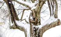 20150224snow-trees-hc2
