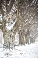 20150224snow-trees-hc4