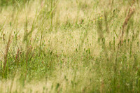20160514wild-nature-hc5