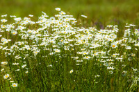 20160514wild-nature-hc9