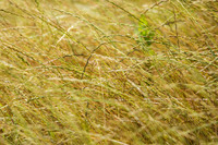 20160514wild-nature-hc7