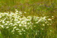 20160514wild-nature-hc8