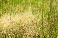 20160514wild-nature-hc6