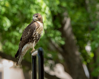 20160713bju-hawk-hc2