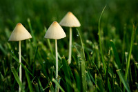 20160603mushroom-hc3