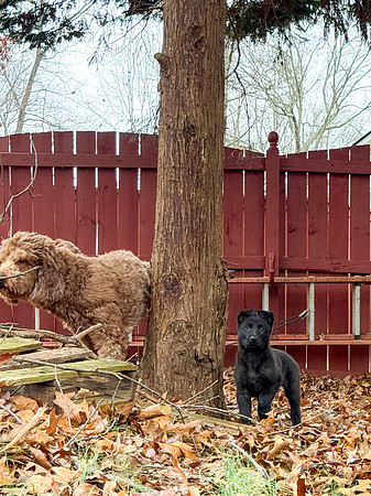20250127silvagio-pups-hc12