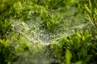 20151110webs-hc1