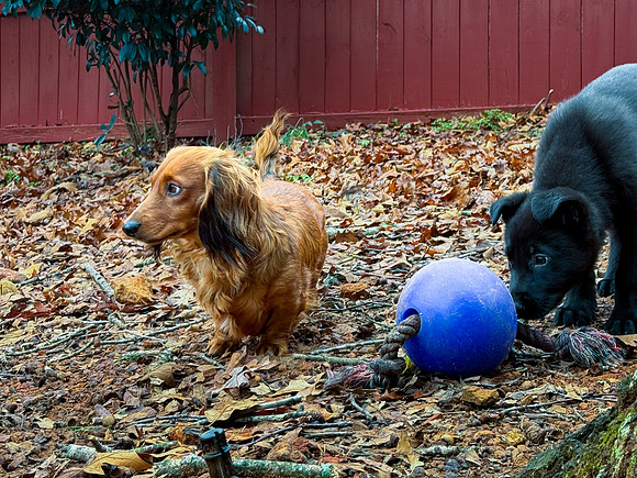 20250127silvagio-pups-hc21
