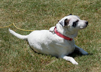 20250629daisy-hc111