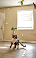 20240225smores-the-cat-hc24